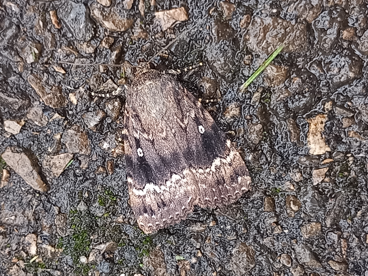 Copper Underwing